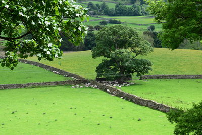 Trees on landscape