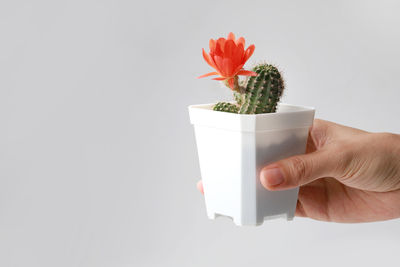 Close-up of hand holding white rose against gray background