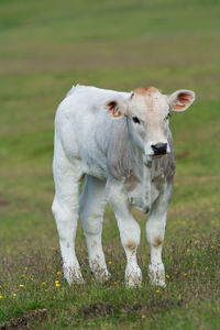 Portrait of cow standing on field