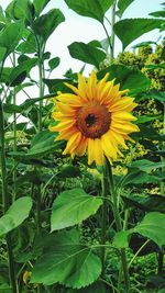 Close-up of sunflower blooming outdoors