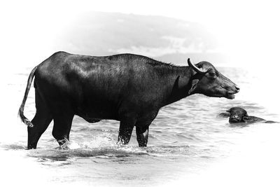 Cow in water against sky