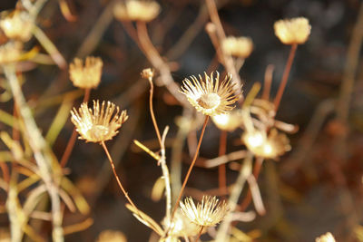 Close-up of flowers against blurred background