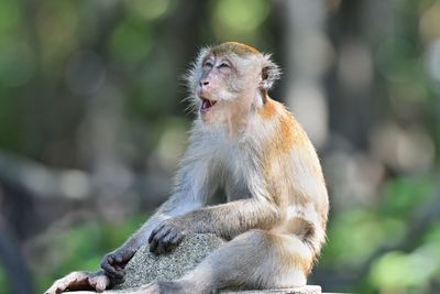 Macaque monkey portraiturr