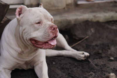 Close-up of dog looking away