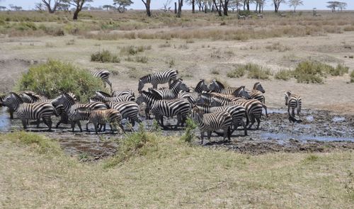 Zebras on field