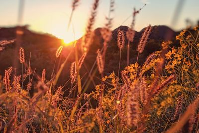 Close-up of stalks in field against sunset sky