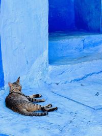 Sleepy cat near blu wall