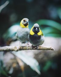 Close-up of bird perching outdoors