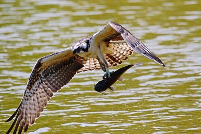 Close up of bird in water