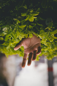 Close-up of hand amidst plants