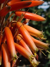 Close-up of red chili peppers