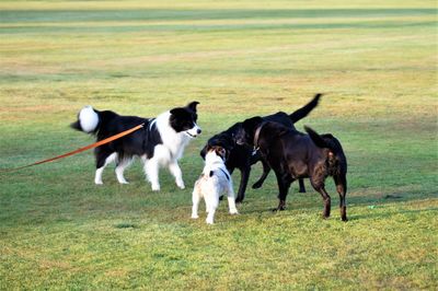 Horses grazing in a field