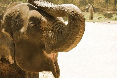 Close-up of elephant in zoo