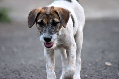 Close-up portrait of dog