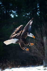 Bird flying against trees