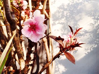 Close-up of pink flowers growing on branch