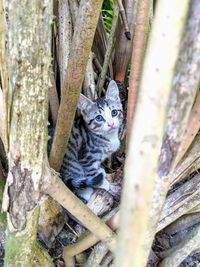 Portrait of cat peeking through tree trunk