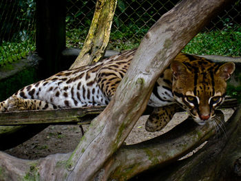 Cat relaxing in a zoo