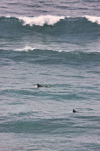 View of ducks swimming in sea