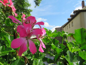 Close-up of pink flowers blooming outdoors