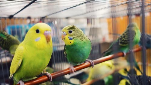 Close-up of budgerigars in birdcage