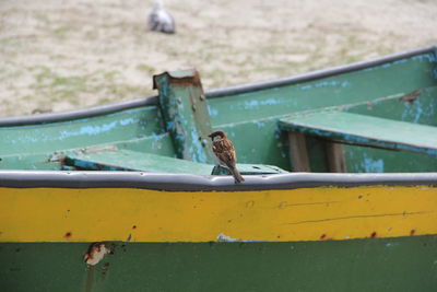 Close-up of bird perching on metal