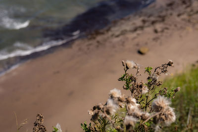 Close-up of plant growing on sand at beach