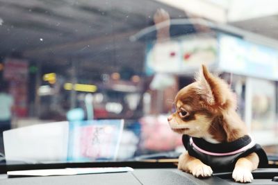 View of a dog looking through window