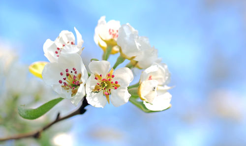 Low angle view of white flowers blooming on pear tree