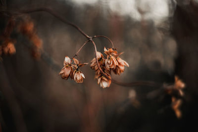 Close-up of wilted plant