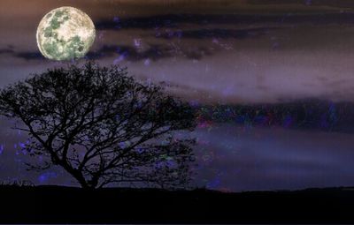 Trees against sky at night