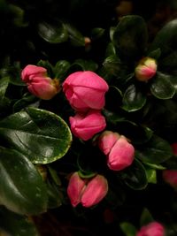 Close-up of pink flowers blooming outdoors