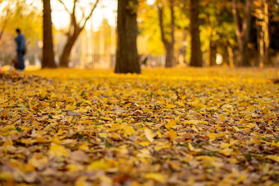 Autumn leaves in park