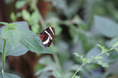 Butterfly on leaf