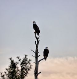 Bird perching on a tree