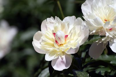 Close-up of white flowering plant