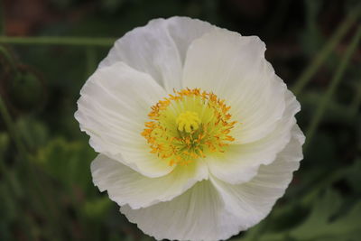 Close-up of white rose flower