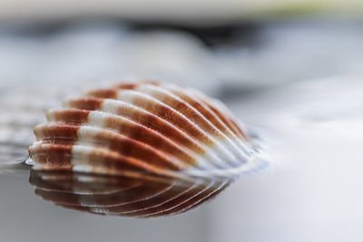 Close-up of seashell