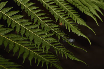 Close-up of green leaf