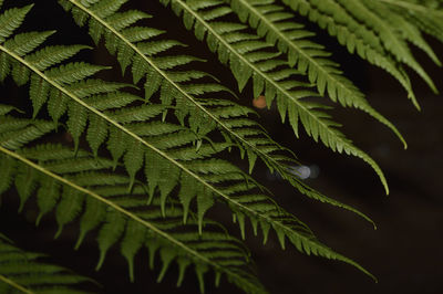 Detail shot of leaves