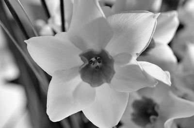 Close-up of pink flower blooming outdoors