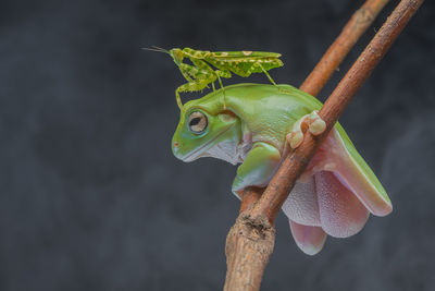 Close-up of frog and insect