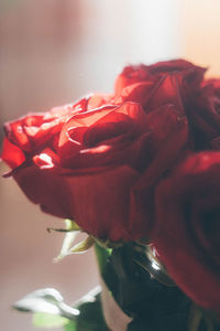 Close-up of rose roses