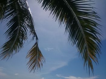 Low angle view of palm trees against sky