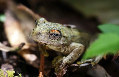 Close-up of frog