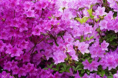 Close-up of pink flowering plants