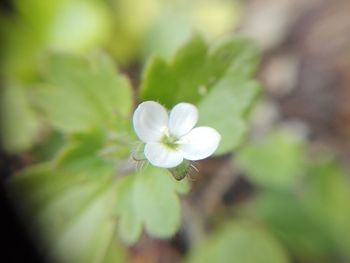 Close-up of white flower