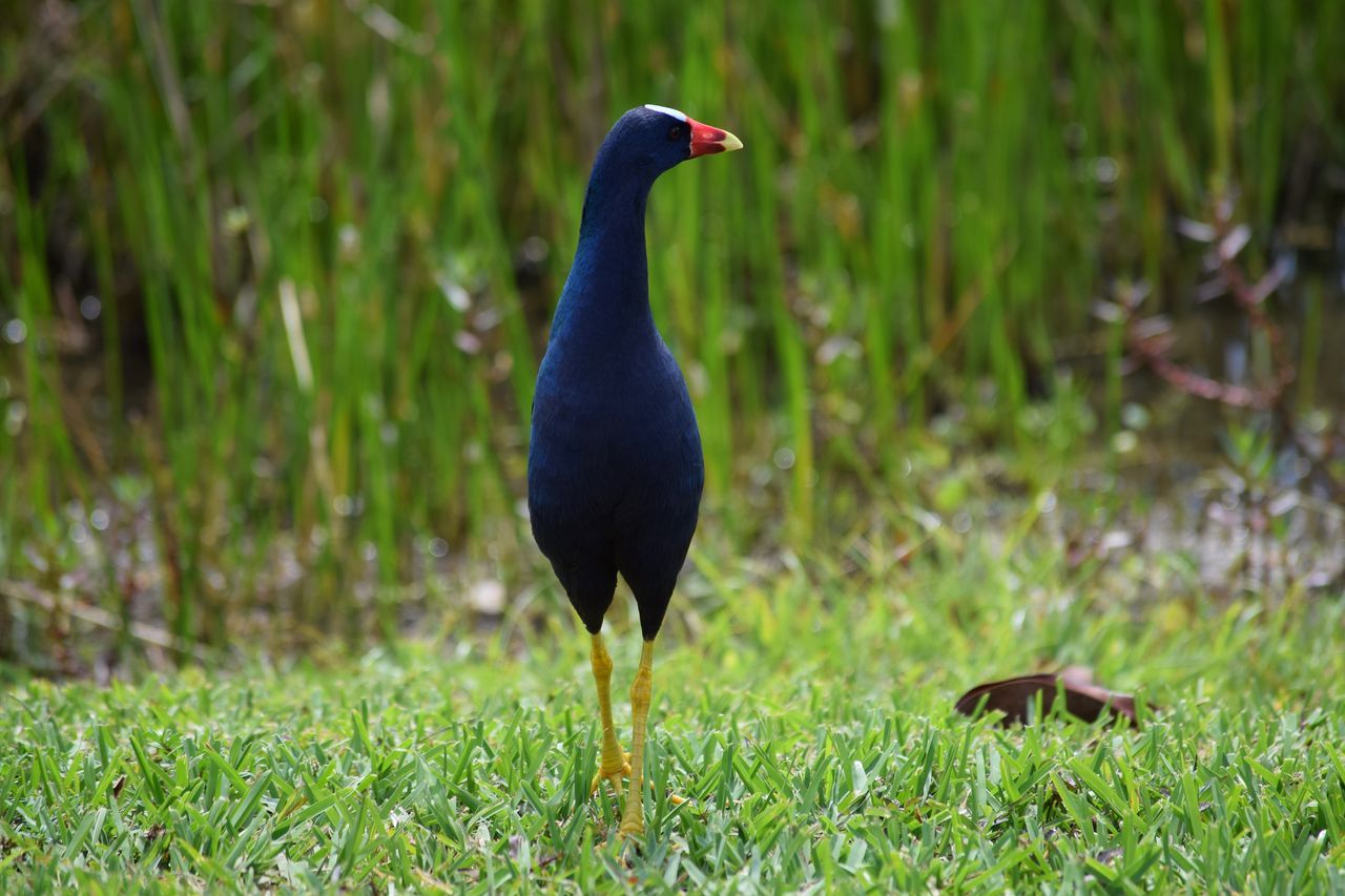 American purple gallinule