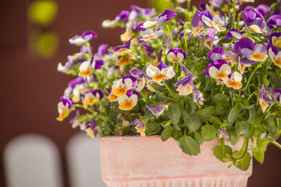 Close-up of potted plant on sunny day