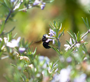 Close-up of bee pollinating on flower